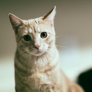 Meet your Posher, Spencer